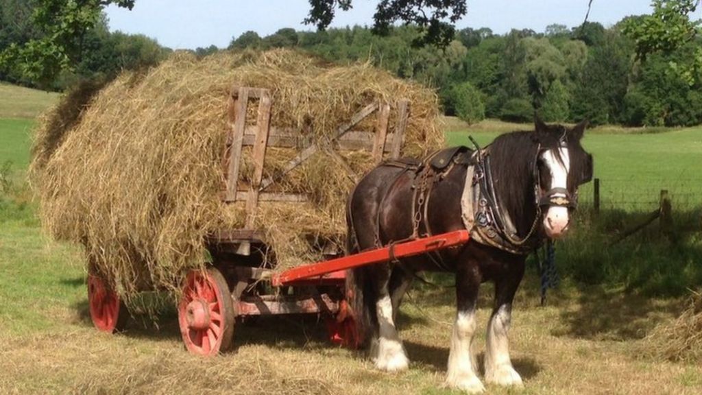 A Day In The Hayfields